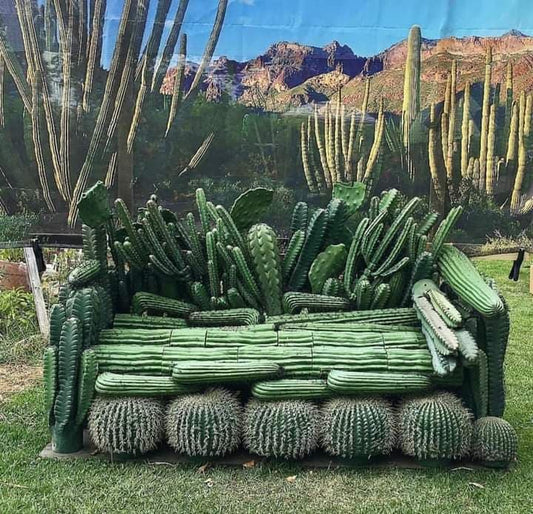 THE CACTUS COUCH! First cactus blog