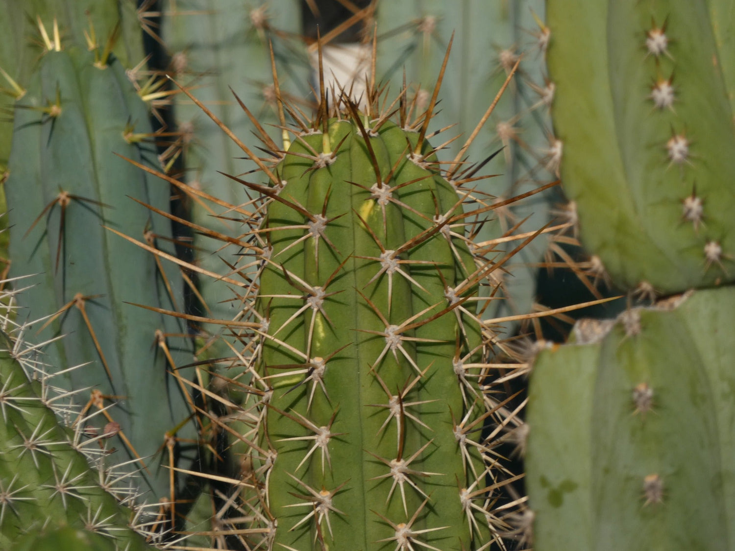 Cacti Sales