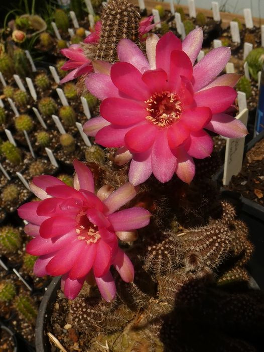 Chamalopsis - Big Pink flower- cactiguys-clonegrown 172